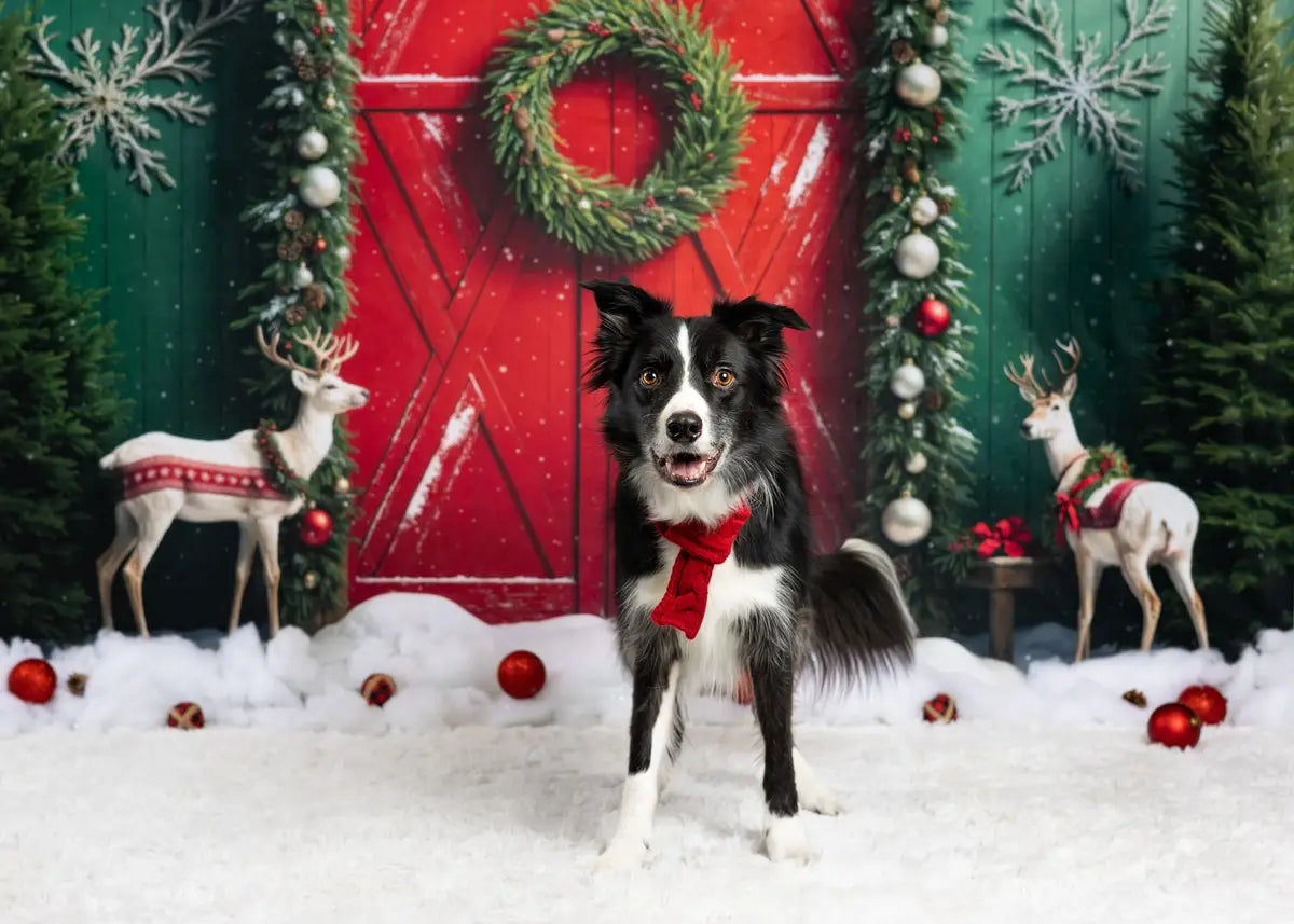 Kate Christmas Elk Red Barn Door Backdrop Designed by Emetselch