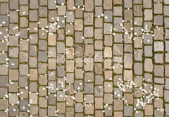 Kate Cobblestone Floor With White Petals Printed Backdrop Designed by Kate Image