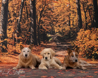 Kate Fall Forest Path Printed Backdrop Designed by Emetselch