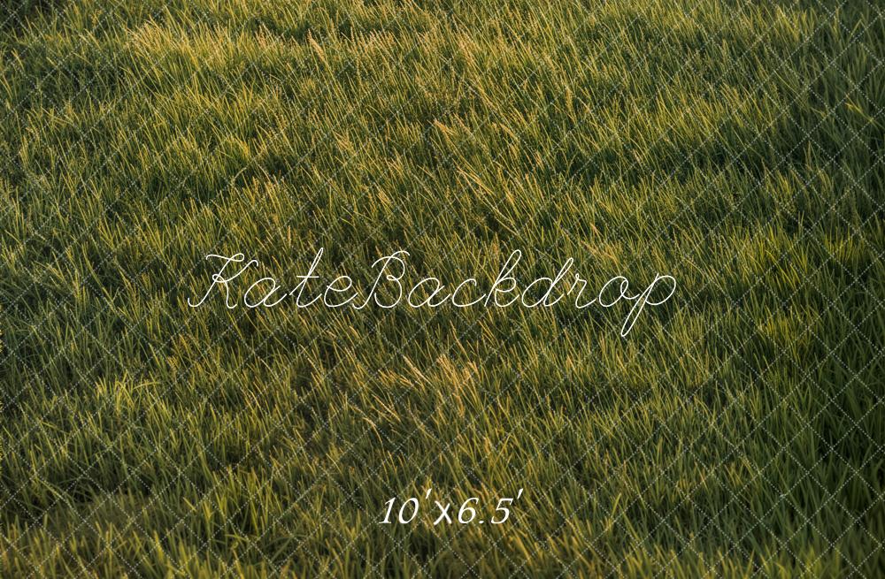 Groene Gras Zonlicht Vloer Foto Achtergrond Designed by Emetselch