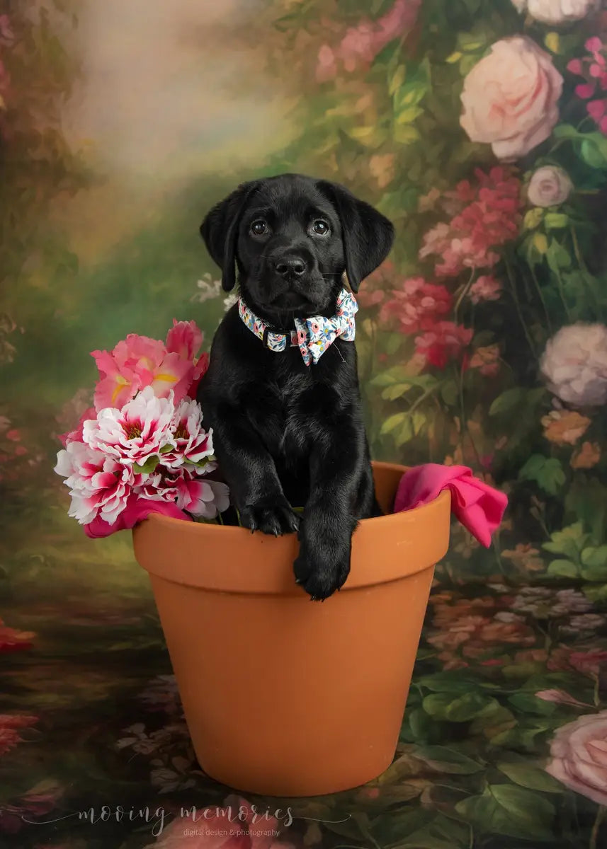 Kate Midsummer Garden Backdrop Designed by Candice Compton