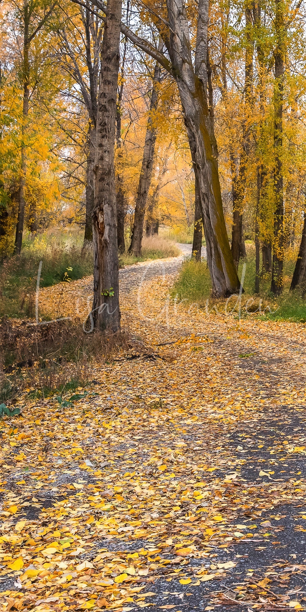 Kate Sweep Autumn Outdoor Forest Country Road Backdrop for Photography Designed by Lisa Granden