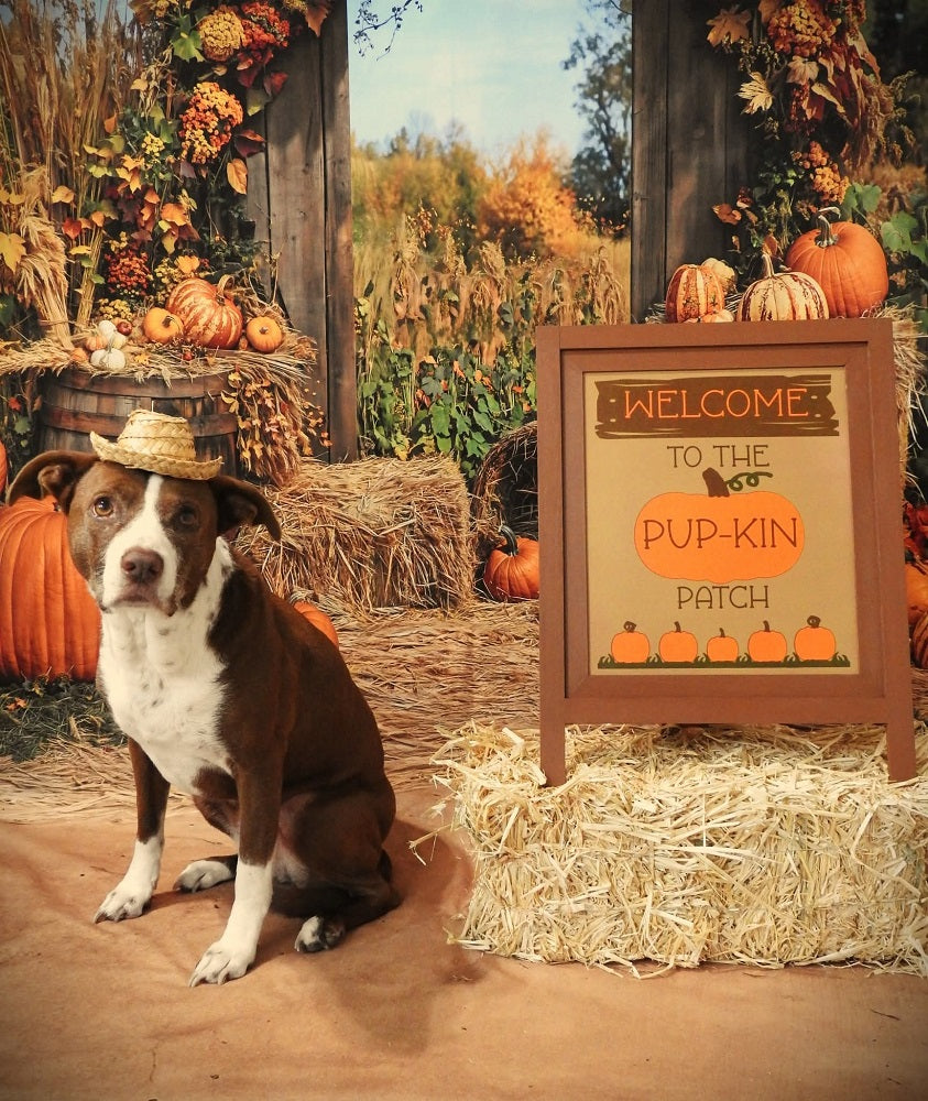 Arco de fondo de cosecha de calabazas de otoño diseñado por Emetselch