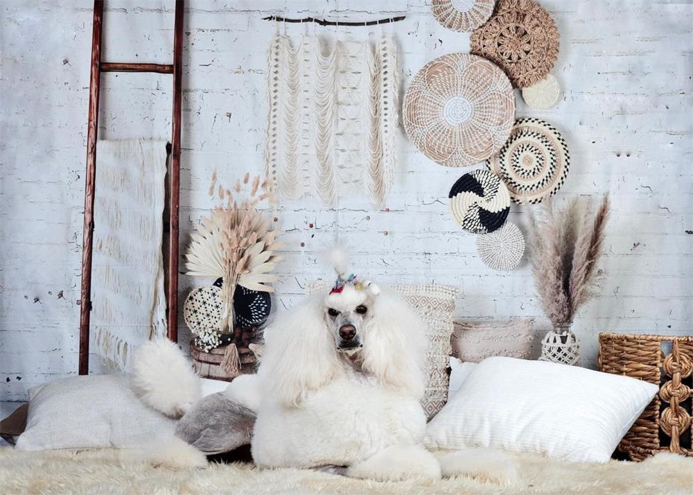 Kate Pet Boho Macrame Wall with Baskets and Ladder Backdrop Designed by Mandy Ringe Photography
