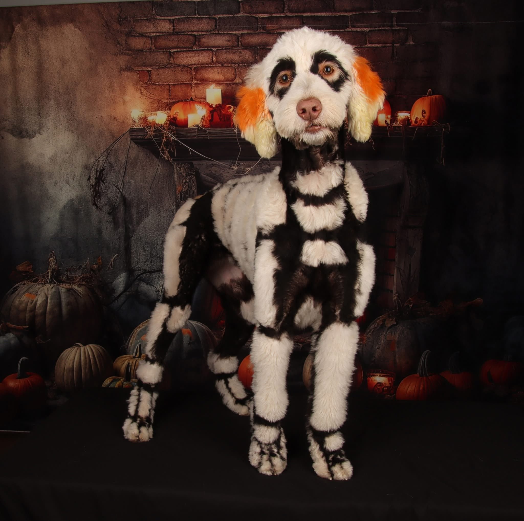 Autunno di Halloween Camino Zucca Shabby Sfondo Parete progettato da Chain Photography