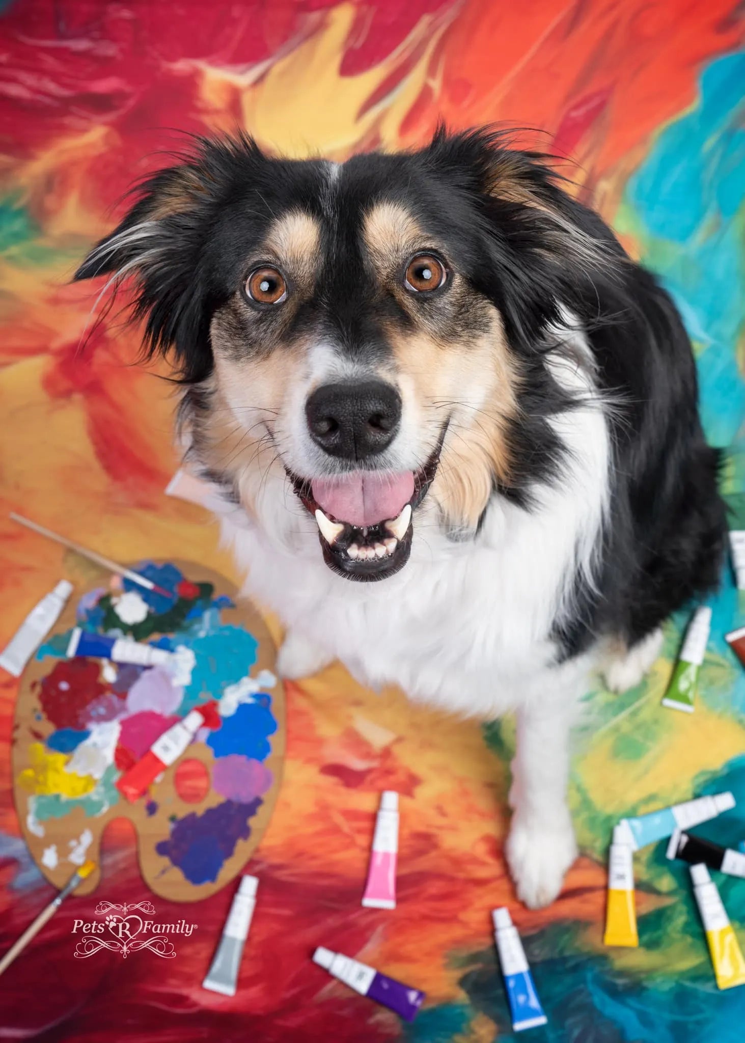 Kate Pet Abstract Rainbow Paint Backdrop Designed by Mandy Ringe Photography