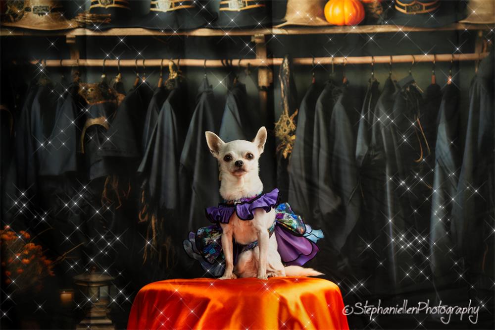 Kate Pet Halloween Wizard Black Robe Closet Backdrop for Photography