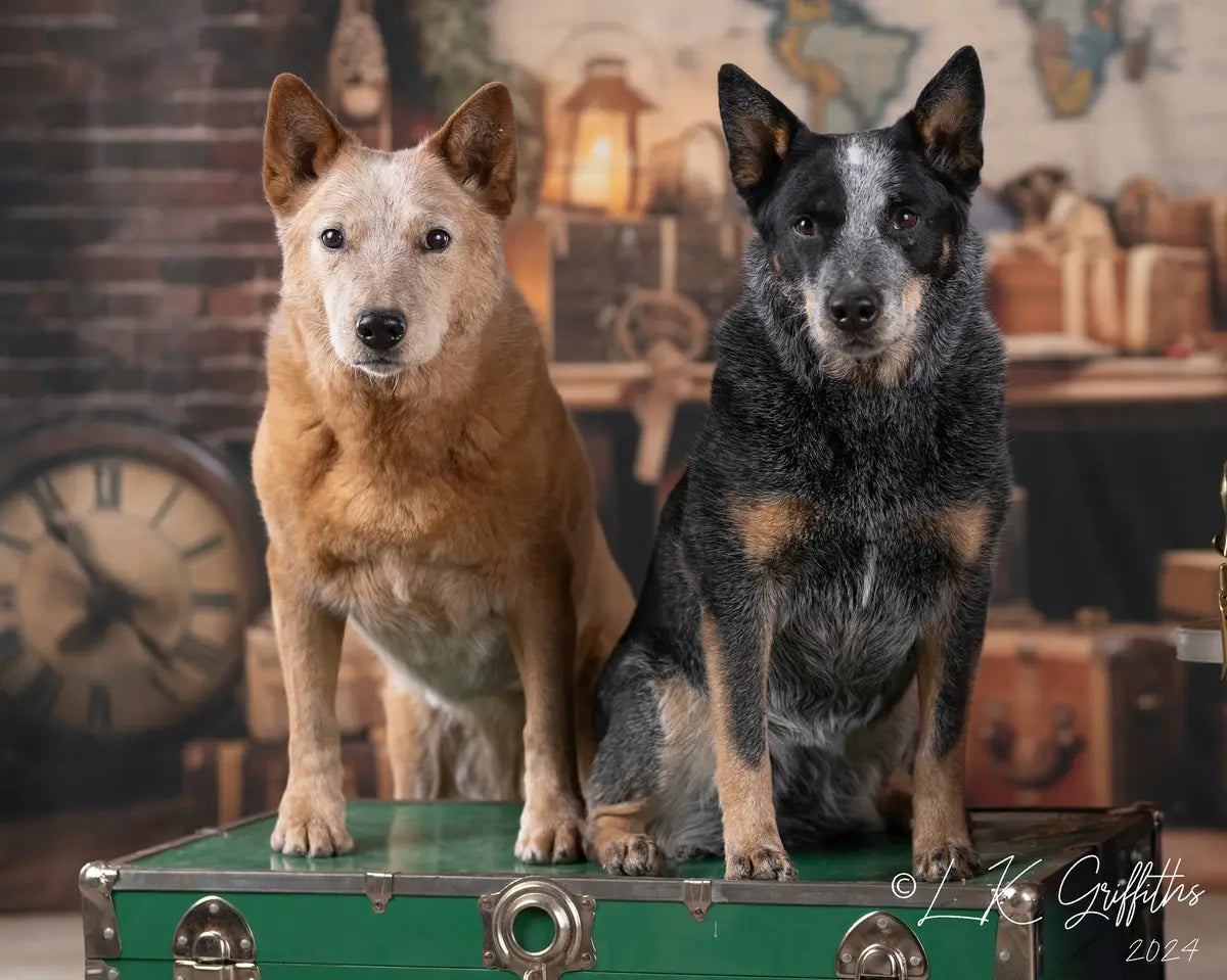 Kate Travel the World Map Backdrop Designed by Emetselch