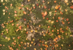 Herfst Bladverliezende Weidevloer Foto Achtergrond Ontworpen door Kate Afbeelding