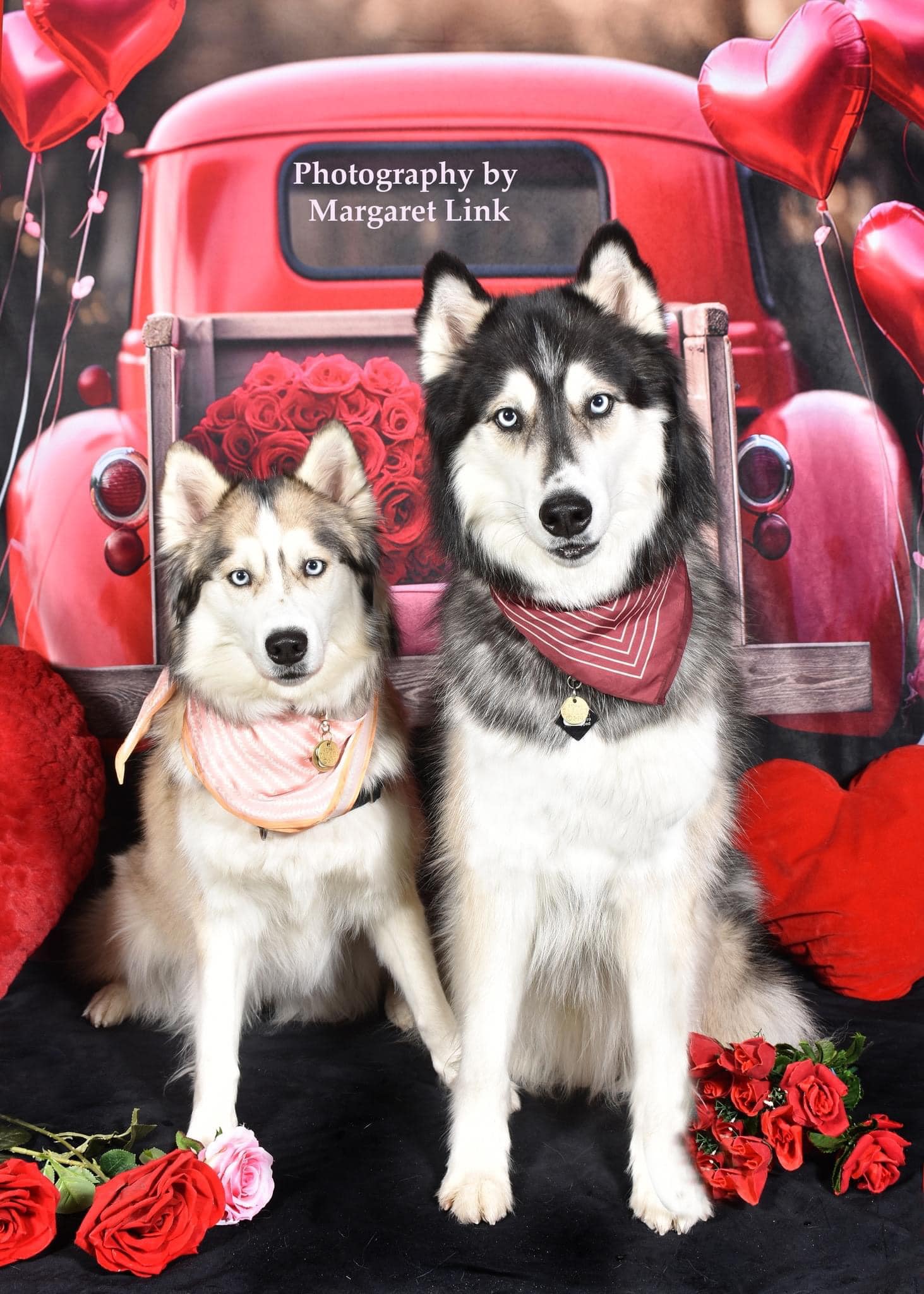Kate Pet Valentine's Day Love Balloon Truck Backdrop Designed by Chain Photography
