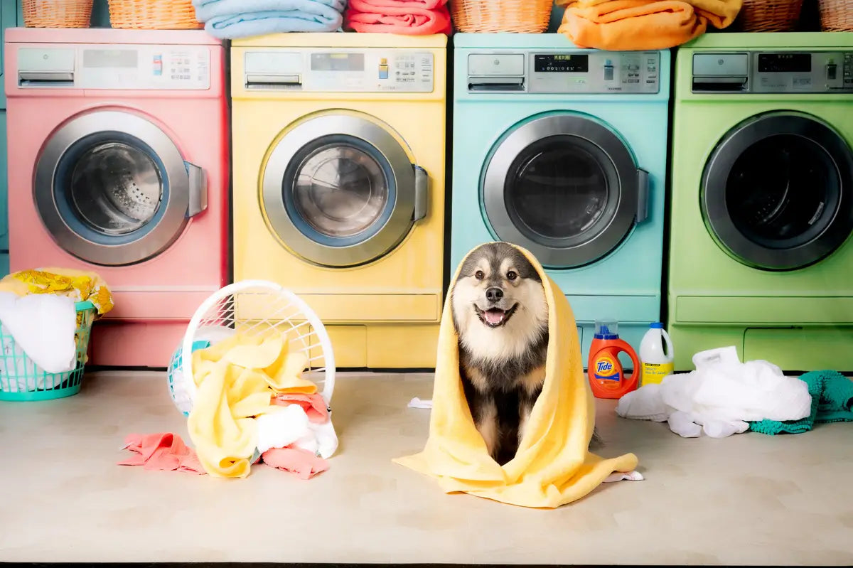 Kate Pet Laundry Day Colorful Washing Machine Spring Fleece Backdrop Designed by Chain Photography
