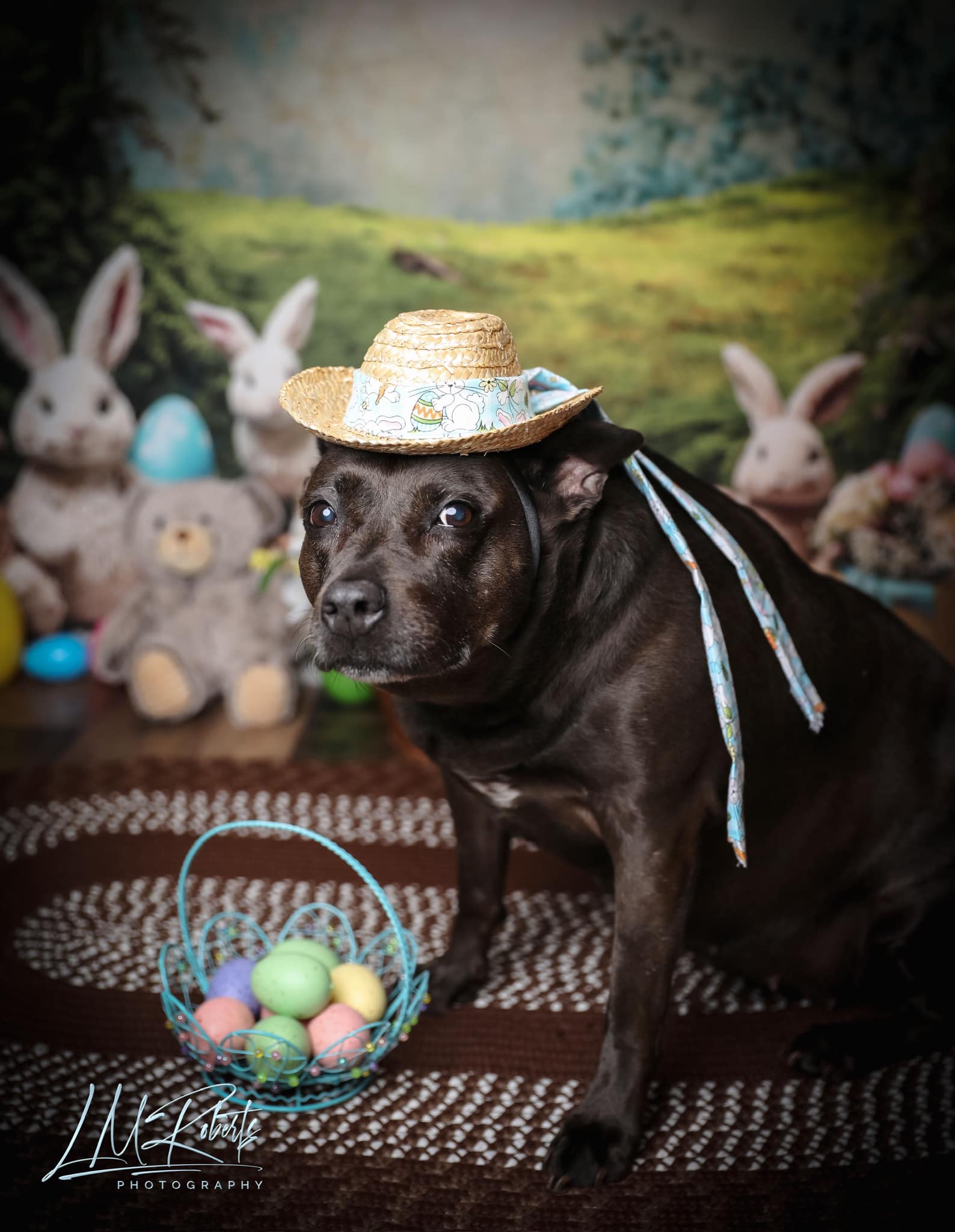 Kate Pet Easter Bunny Window View Backdrop for Photography