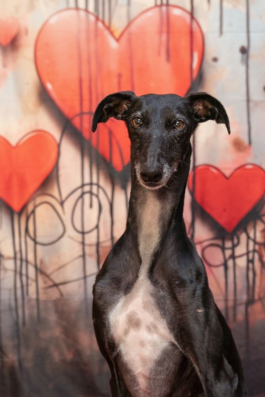 Kate Valentine Love Graffiti Wall Backdrop Designed by Chain Photography