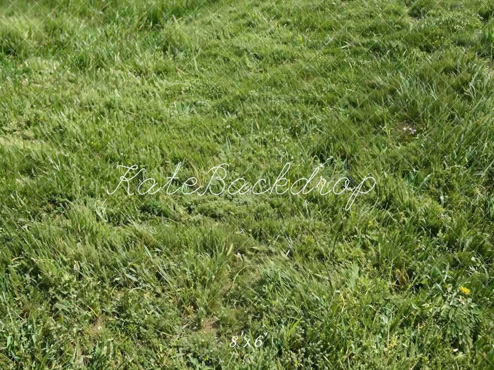 Lente Groen Gras Vloer Foto Achtergronduitvoering Ontworpen door Kate Afbeelding