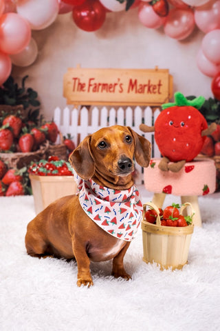 Kate Summer Farm Market Strawberry Balloon Arch Printed Backdrop for Birthday Party Designed by Emetselch