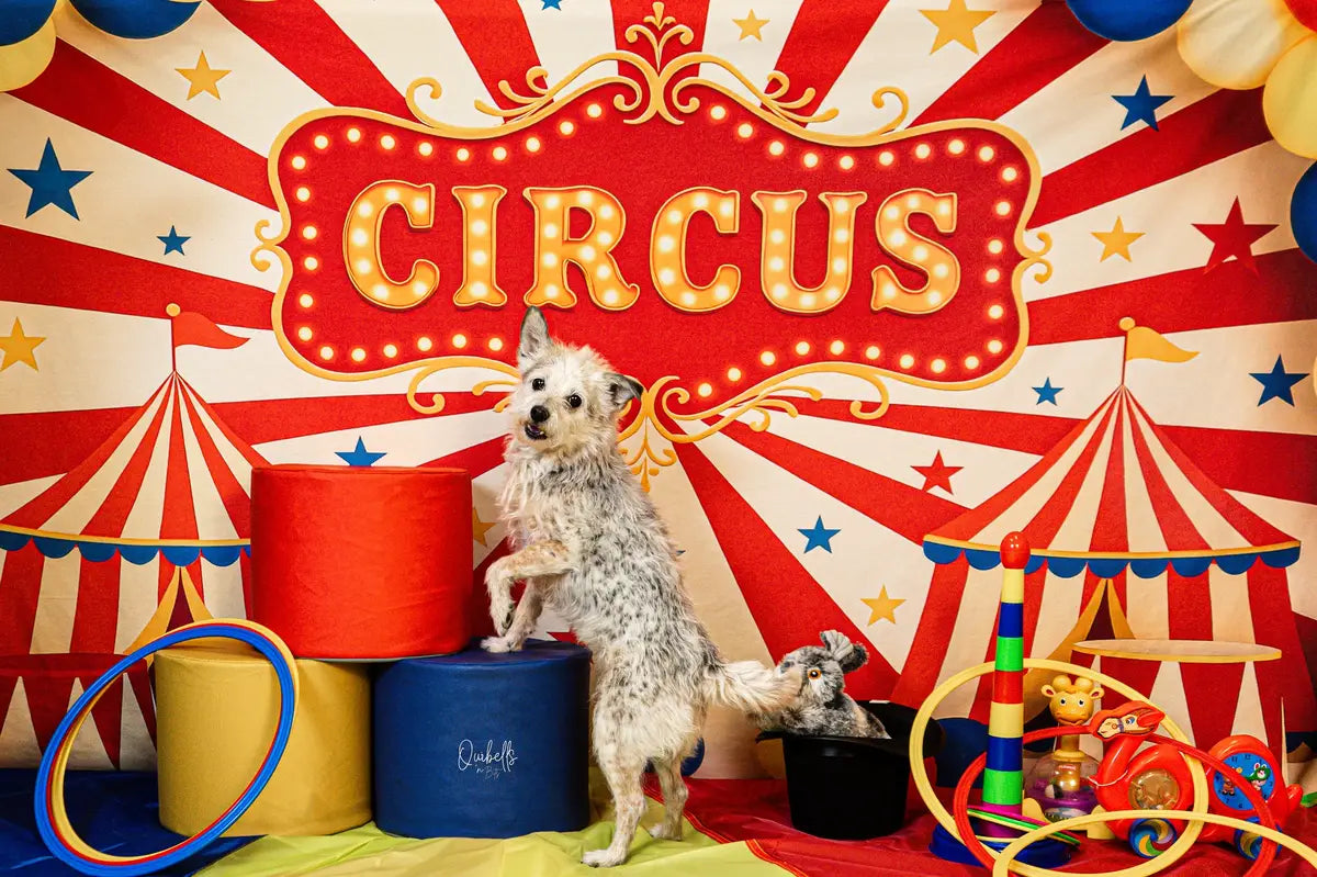 Kate Cake Smash Circus Tent Balloons Backdrop Designed by Patty Roberts