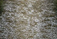Kate Snowy Ground Dry Grass Floor Printed Backdrop Designed by Emetselch