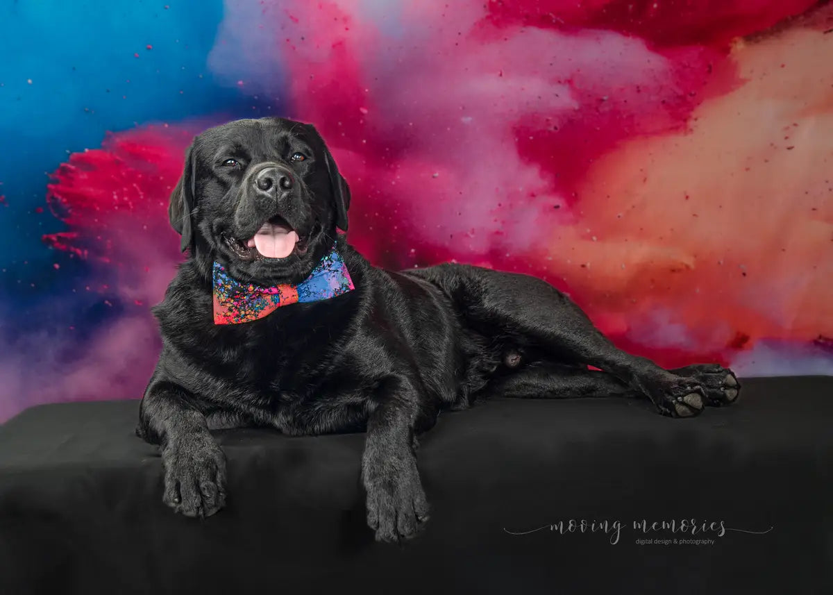 Kate Cool Colorful Burst of Powder Black Wall Backdrop Designed by Lidia Redekopp
