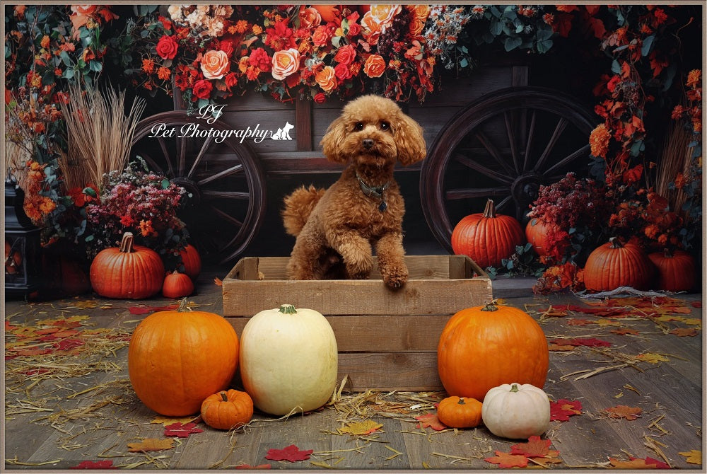 Kate Fall Flower Arch Pumpkin Backdrop Designed by Patty Roberts