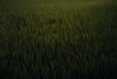 Kate Dark Green Grass Rubber Floor Mat Designed by Mini MakeBelieve