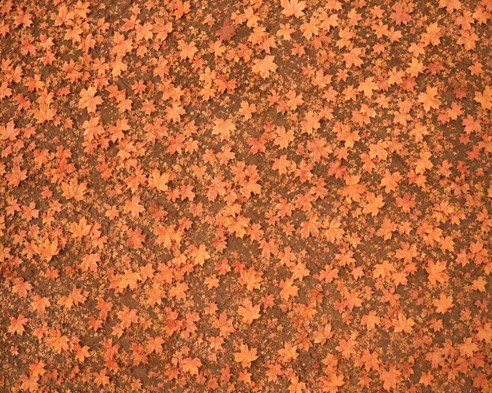 Kate Fall Maple Leaves Rubber Floor Mat