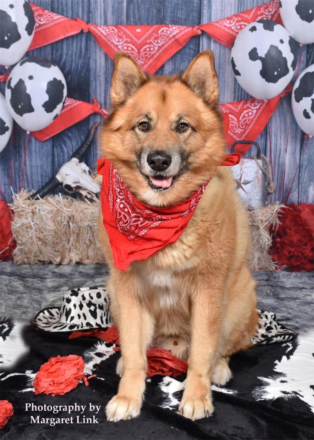 Kate Pet Farm Cowboy Red Decorations Backdrop for Photography - Kate Backdrop