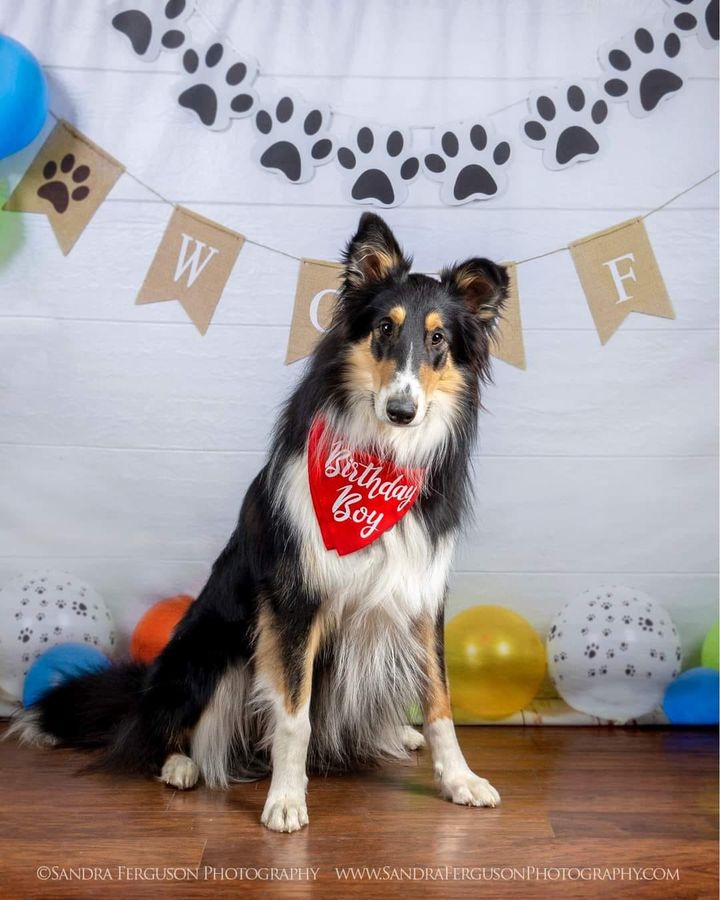 Kate Neutral Dog Balloons Decorations Backdrop Designed by AAE Photography