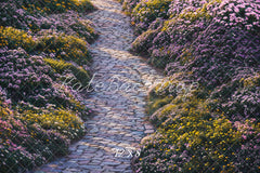 Camino de Flores Jardín Fondo de Piso Diseñado por Emetselch