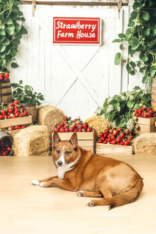Strawberry Farmhouse Rustic Hay Bales Foto Achtergrond Designed by Kate Image