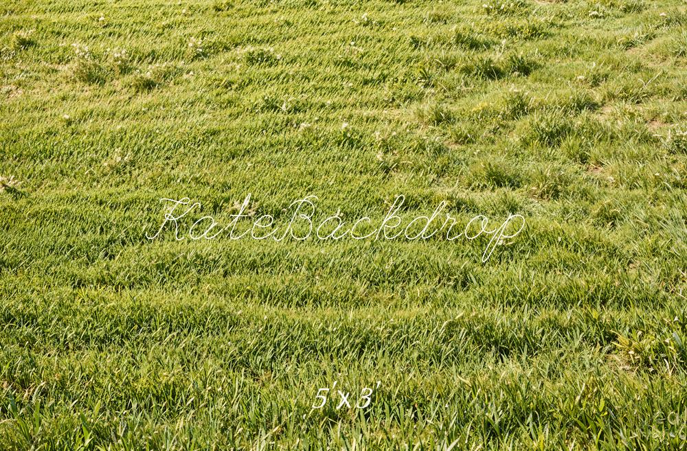 Spring Groene Grasveld Foto Achtergrond Designed by Emetselch