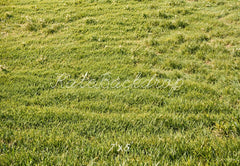Kate Spring Green Grass Field Floor Printed Backdrop Designed by Emetselch