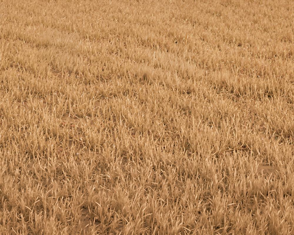 Kate Fall Withered Grass Field Floor Printed Backdrop Designed by Kate Image