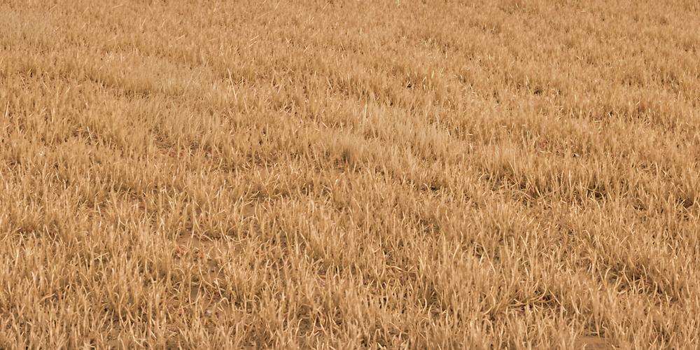Kate Fall Withered Grass Field Floor Printed Backdrop Designed by Kate Image
