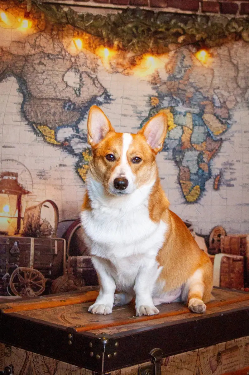 Kate Pet Travel the World Map Backdrop Designed by Emetselch