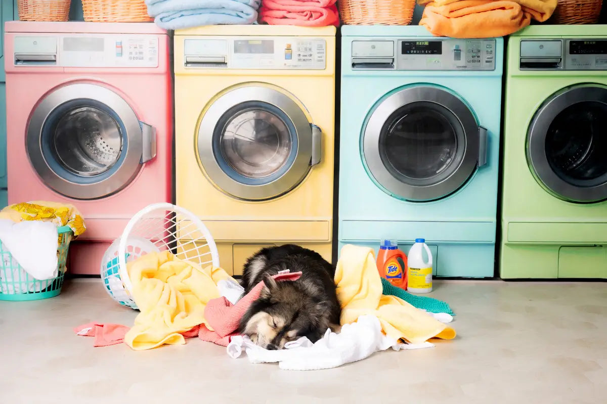 Kate Pet Laundry Day Colorful Washing Machine Spring Backdrop Designed by Chain Photography
