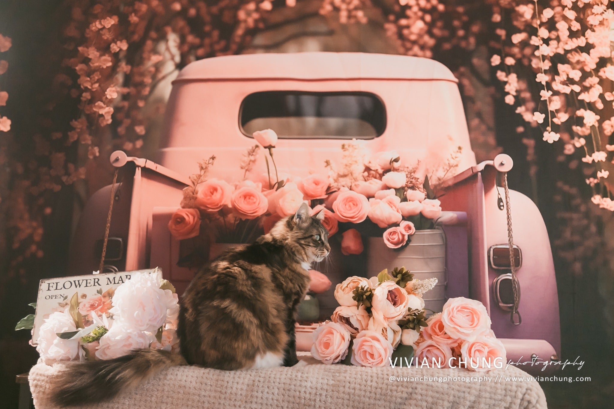 Kate Pet Valentine's Day Pink Flowers Truck Backdrop Designed by Chain Photography