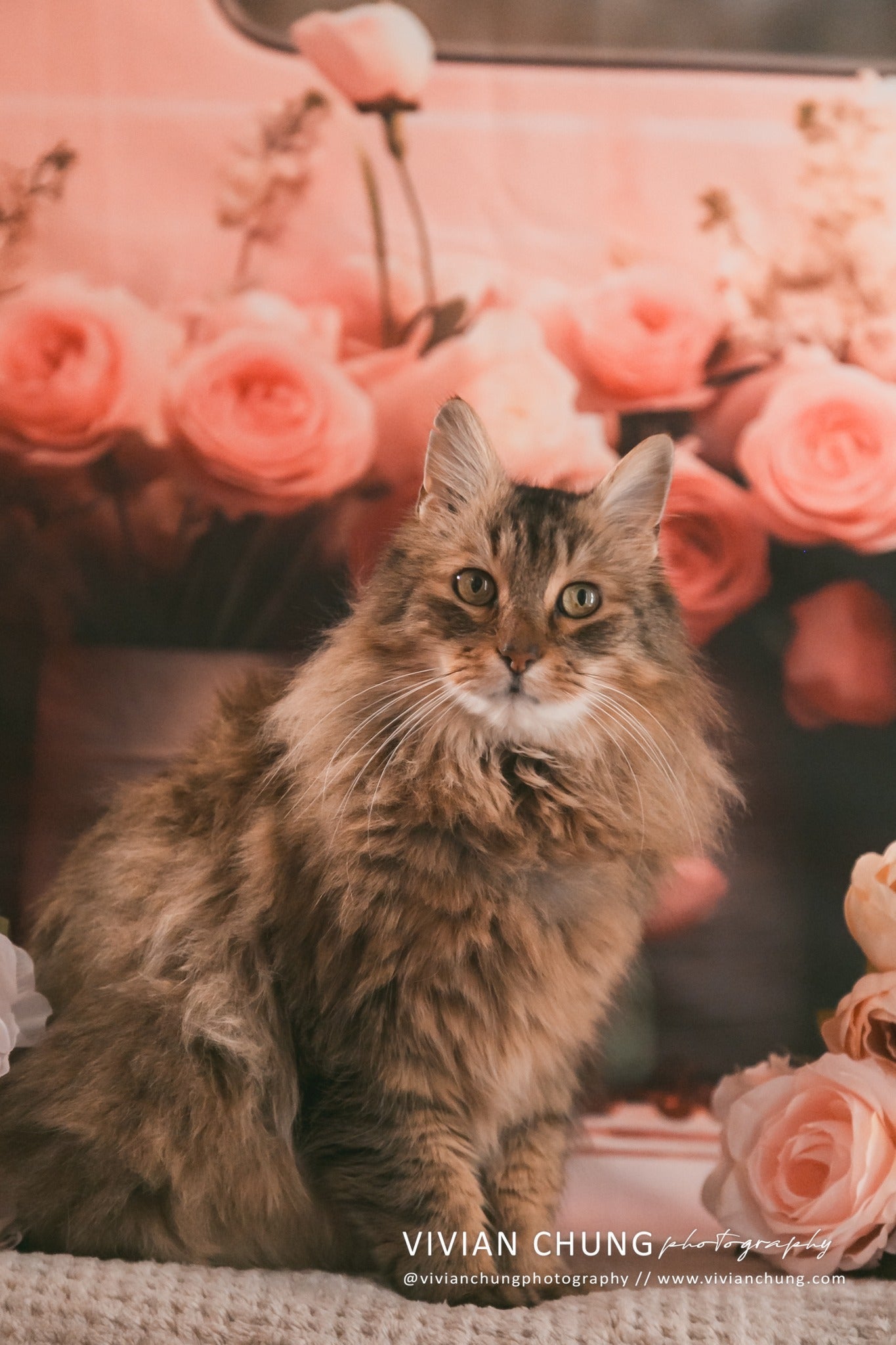 Kate Pet Valentine's Day Pink Flowers Truck Backdrop Designed by Chain Photography