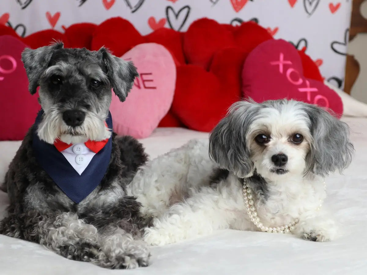 Kate Pet Valentine's Day Backdrop White for Photography