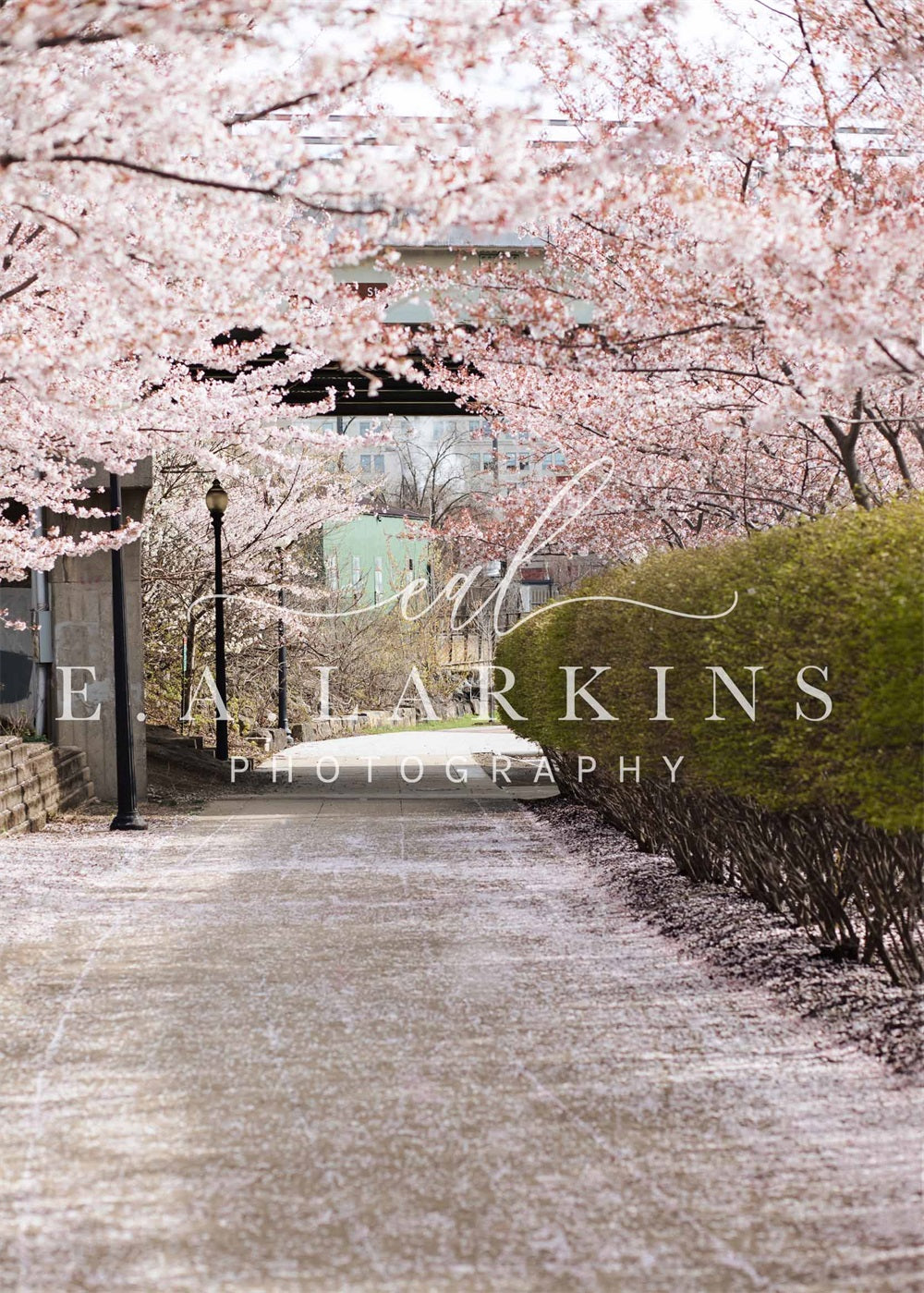 Kate Summer Cherry Blossom Archway Backdrop for Photography Designed by Erin Larkins