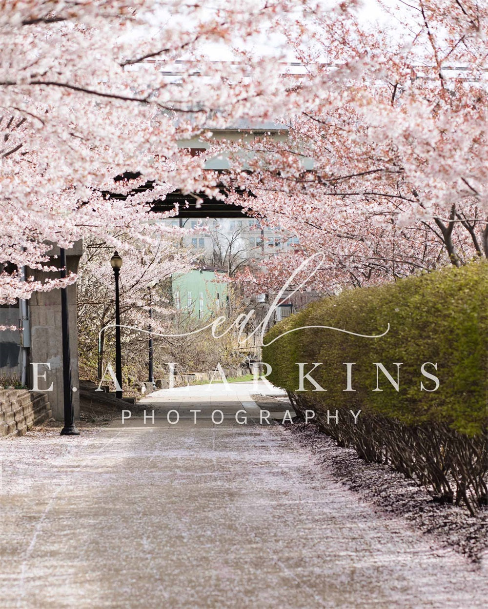 Kate Summer Cherry Blossom Archway Backdrop for Photography Designed by Erin Larkins