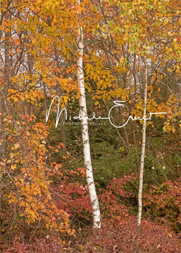 Kate White Birch Fall Backdrop Designed by Michele Ernst Photography