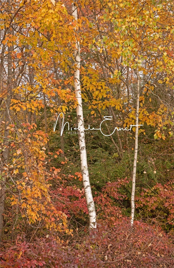 Kate White Birch Fall Backdrop Designed by Michele Ernst Photography