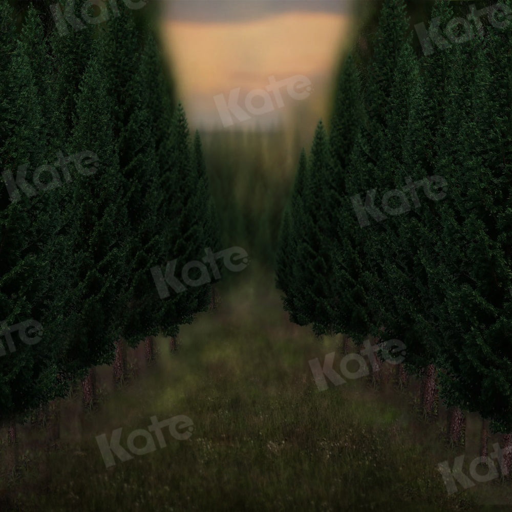 Kate Winter Backdrop Trees Road Grass Sunset for Photography