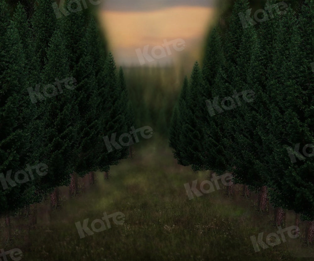 Kate Winter Backdrop Trees Road Grass Sunset for Photography