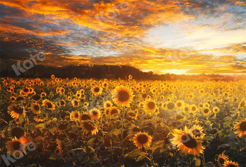 Kate Summer/Autumn Backdrop Sunflower Sunset by Chain Photography