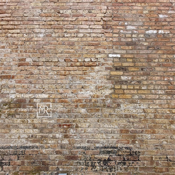 Kate Old Urban Brick Backdrop Designed by Mandy Ringe Photography