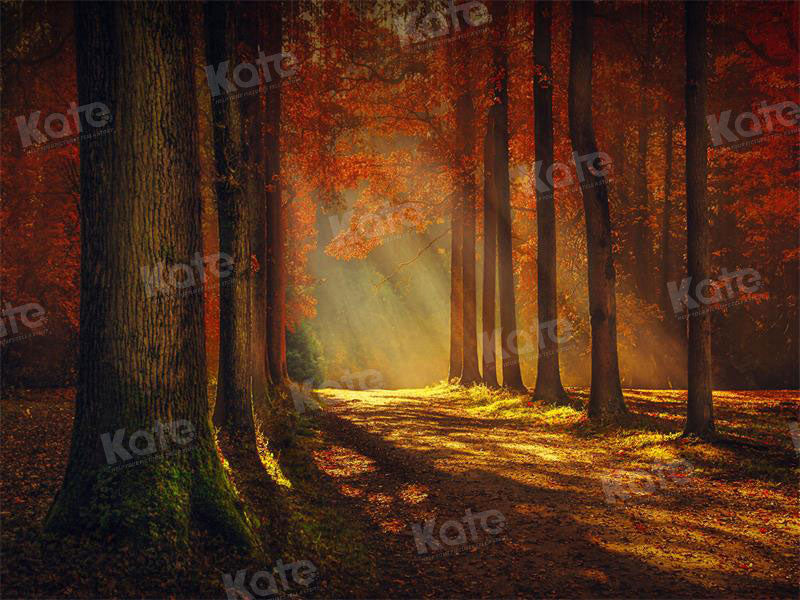 Kate Autumn Sunset Forest Backdrop for Photography