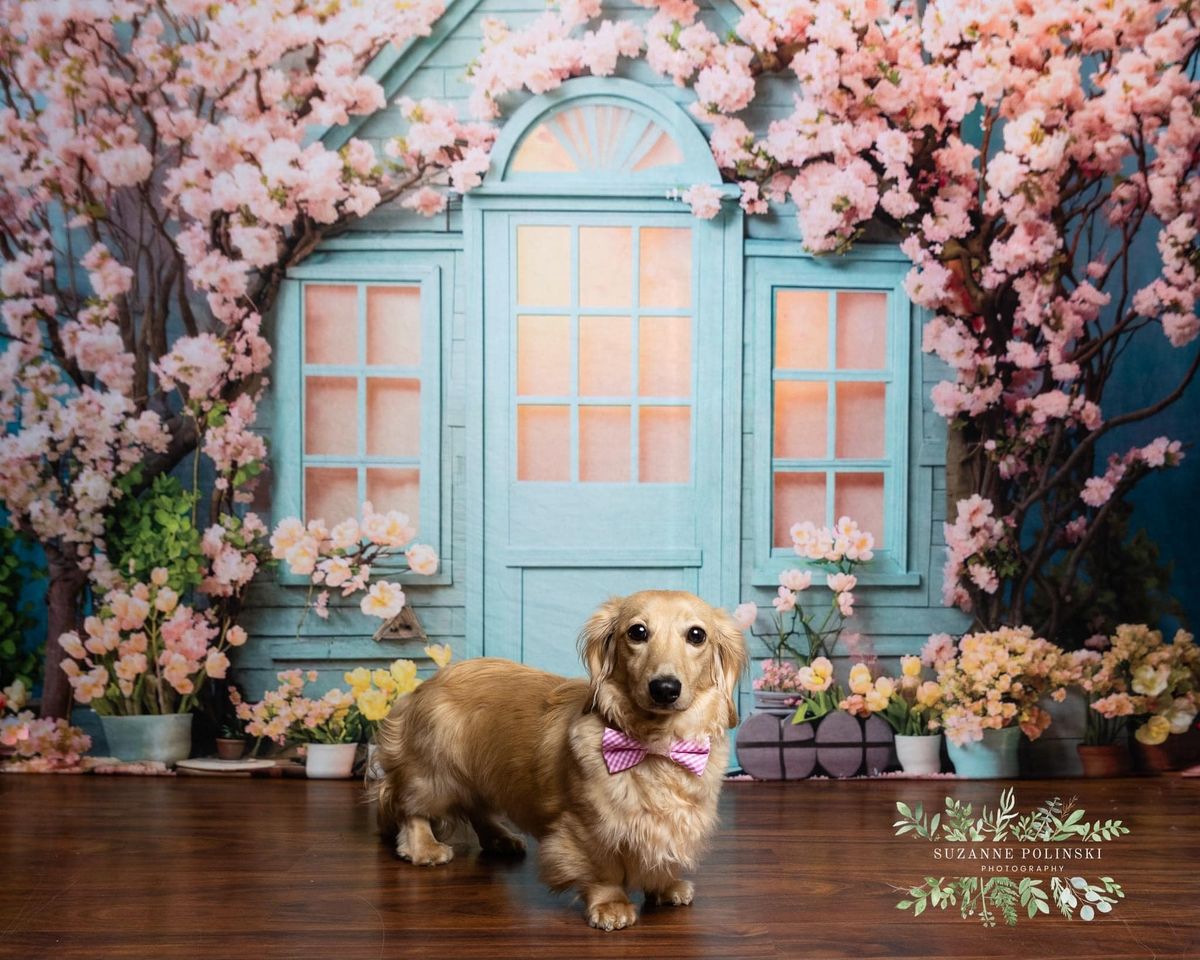 Kate Pet Spring Flowers House Backdrop Designed by Emetselch