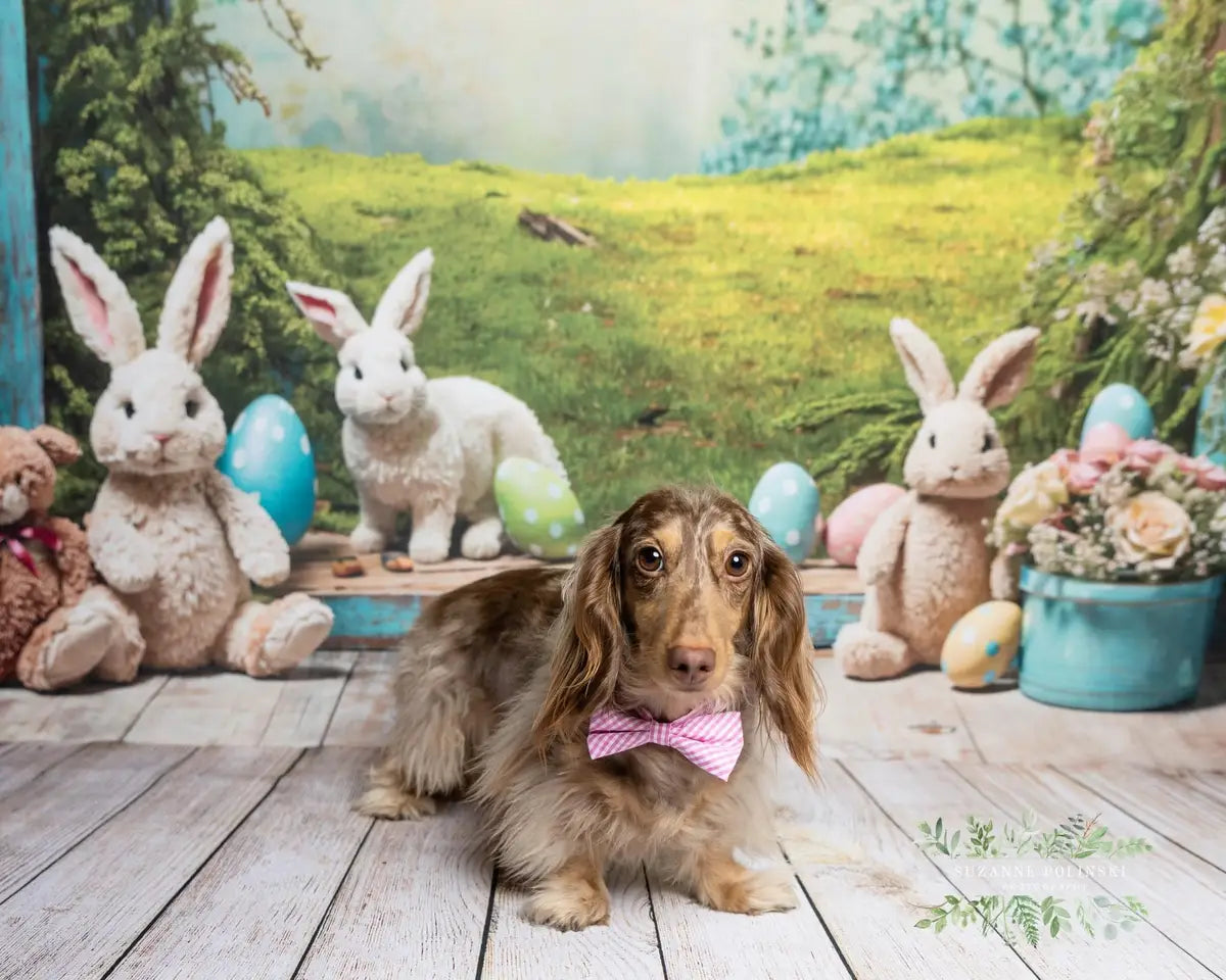 Kate Pet Easter Bunny Window View Backdrop for Photography