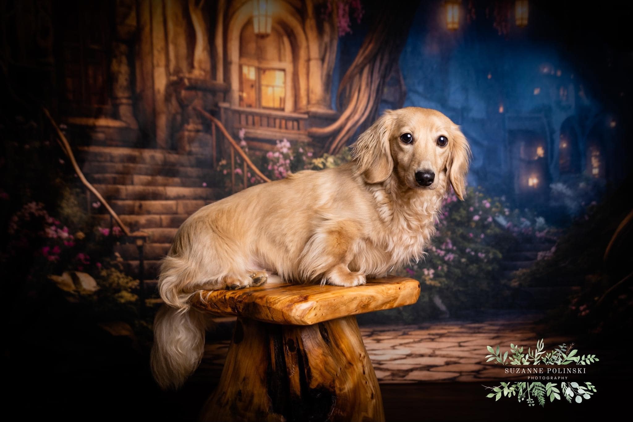 Kate Pet Spring Night Lights Forest Cabin Backdrop Designed by Chain Photography